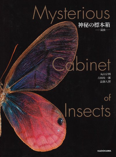昆虫の標本？ 神秘の標本箱 昆虫』丸山宗利著他 - 田舎の本屋さん