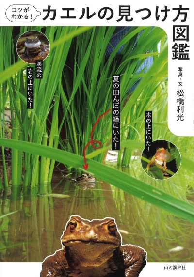 カエルの見つけ方図鑑』松橋利光著 - 田舎の本屋さん
