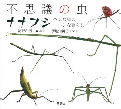 海外産標本｜インドネシア産 ナナフシモドキ（木葉虫）昆虫標本 楽天