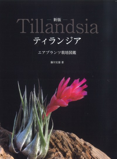 OHANA 様向け】パキポディウム 自宅採種種子 各種