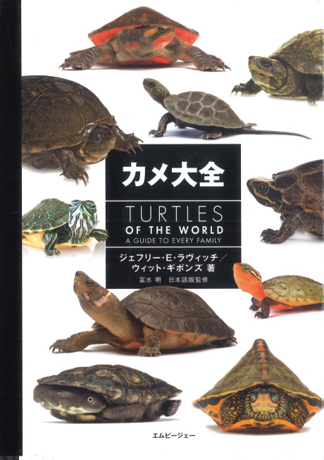 カメさん☆ページ 次々と変わる組み合わせ『カメさんのこうら』日本語版、9月30日